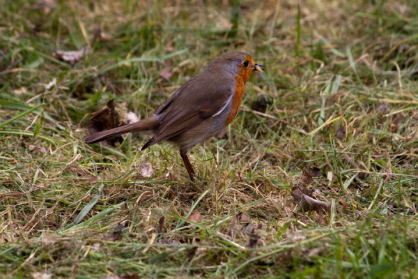 Garden birds