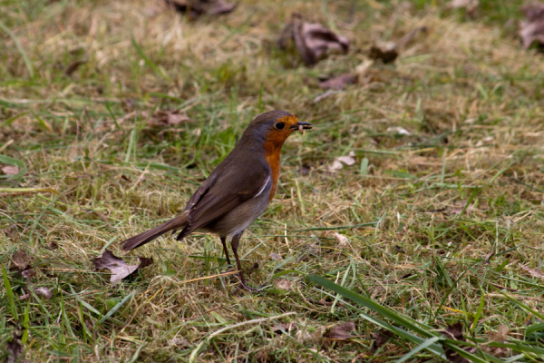 Garden birds