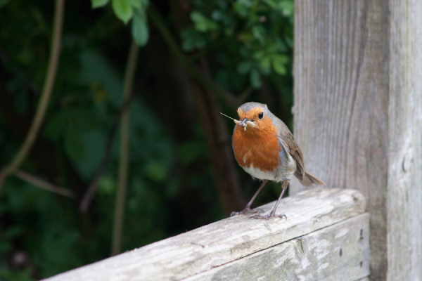 Garden birds