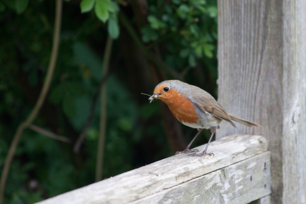 Garden birds