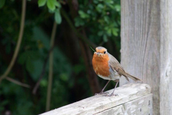 Garden birds