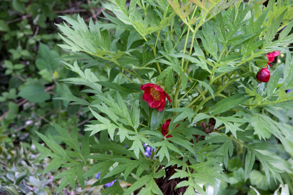 Cambridge University Botanic Garden