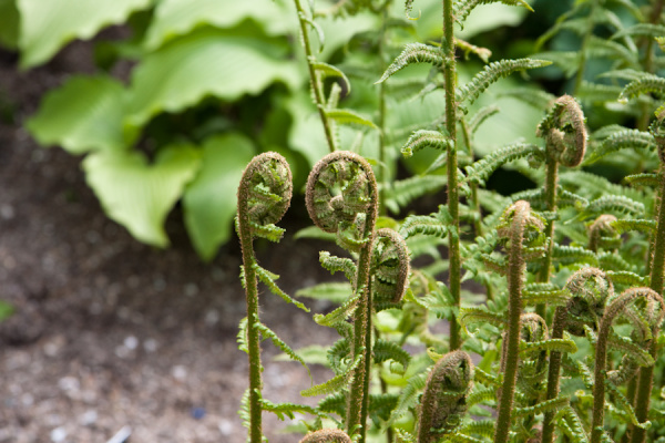 Cambridge University Botanic Garden