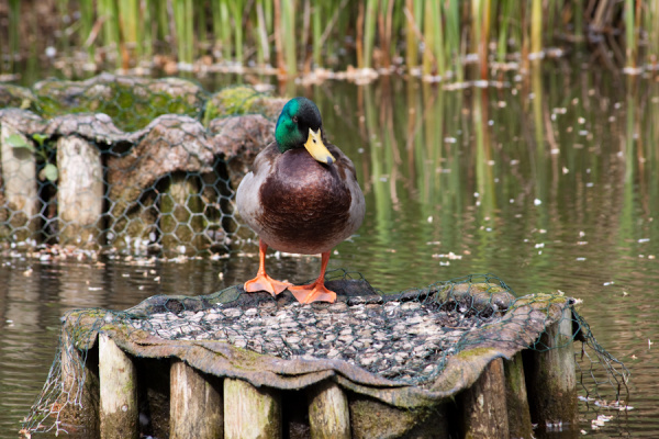 Cambridge University Botanic Garden