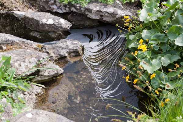 Cambridge University Botanic Garden