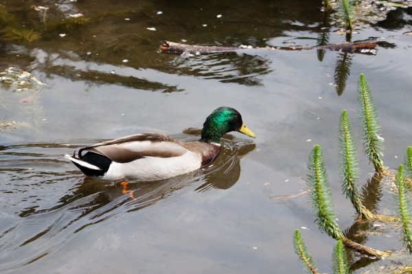 Cambridge University Botanic Garden