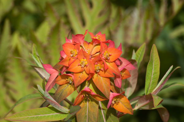 Cambridge University Botanic Garden