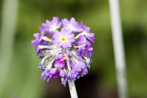 Cambridge University Botanic Garden