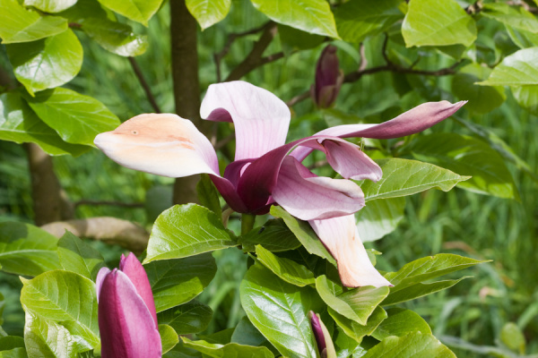 Cambridge University Botanic Garden