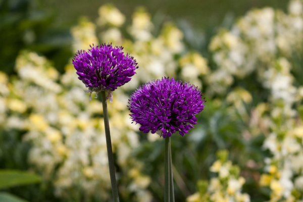 Cambridge University Botanic Garden