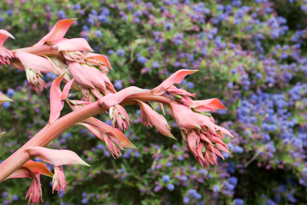 Cambridge University Botanic Garden