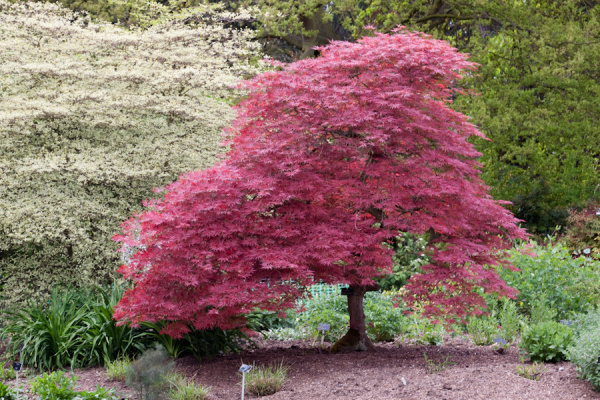 Cambridge University Botanic Garden