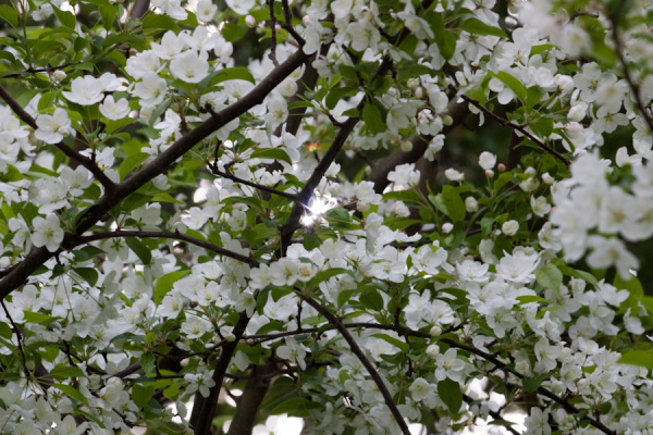 Cambridge University Botanic Garden