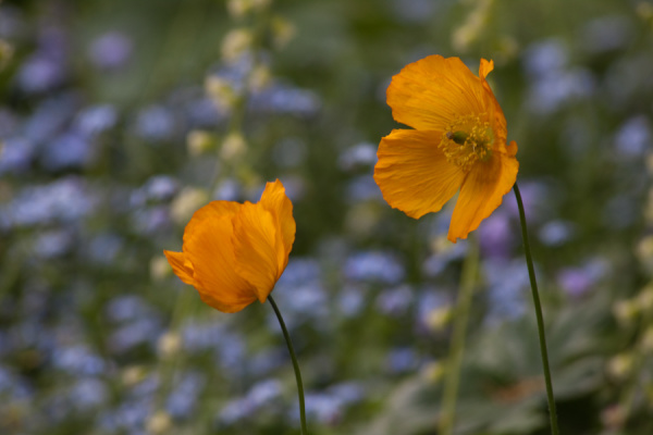 Cambridge University Botanic Garden