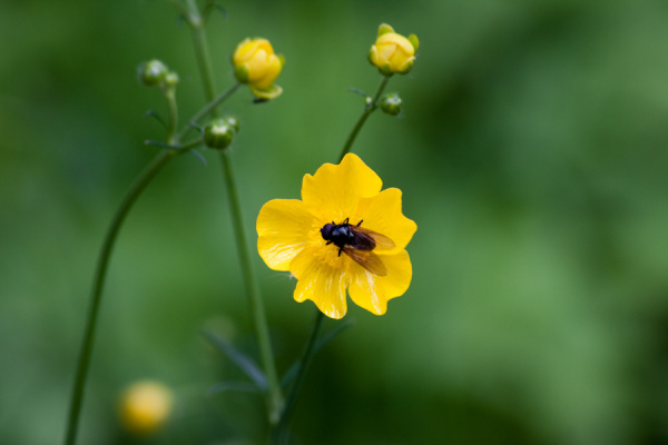 Cambridge University Botanic Garden