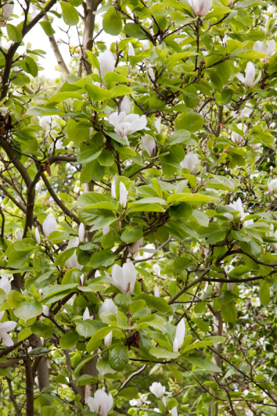 Cambridge University Botanic Garden