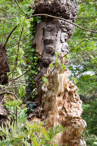 Cambridge University Botanic Garden