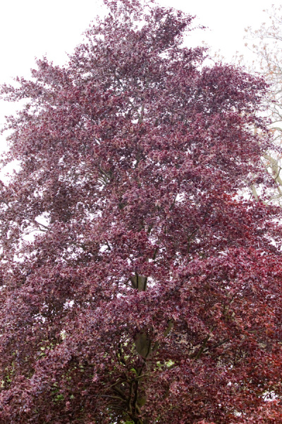 Cambridge University Botanic Garden