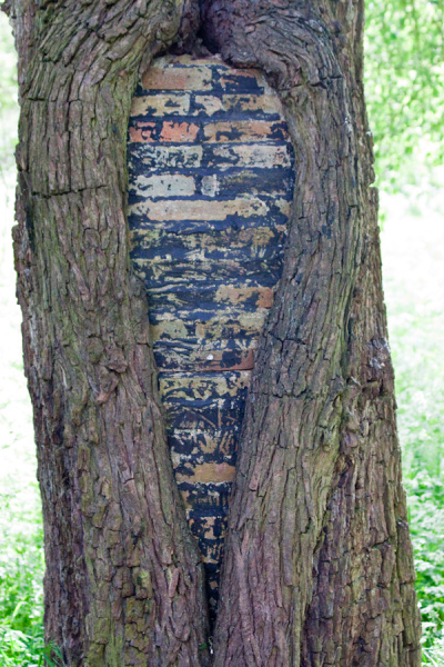 Cambridge University Botanic Garden