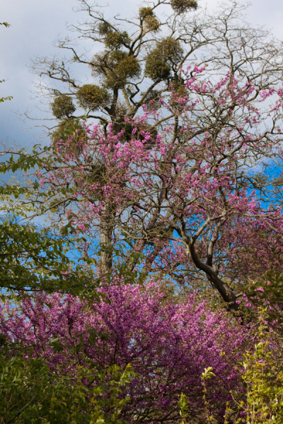 Cambridge University Botanic Garden