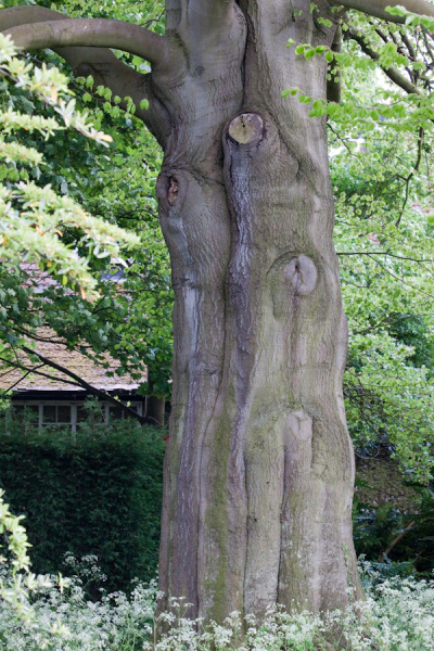 Cambridge University Botanic Garden