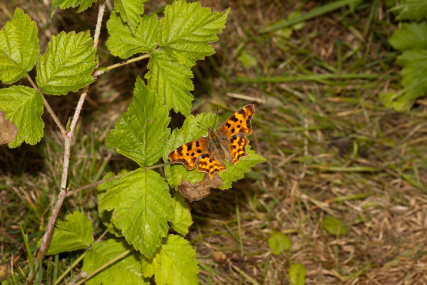 Milton Country Park