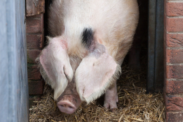 Wimpole Hall