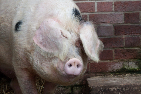 Wimpole Hall