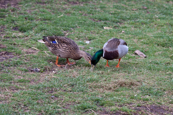 Wimpole Hall