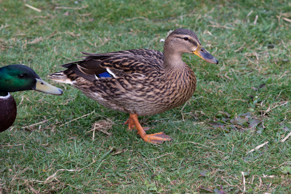 Wimpole Hall