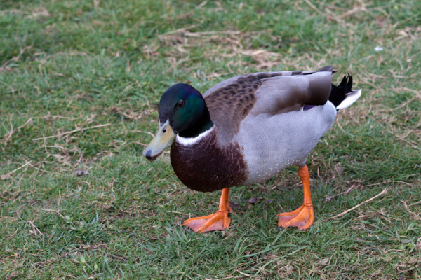 Wimpole Hall