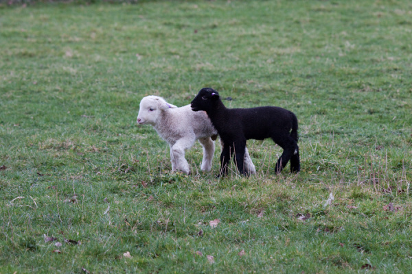 Wimpole Hall