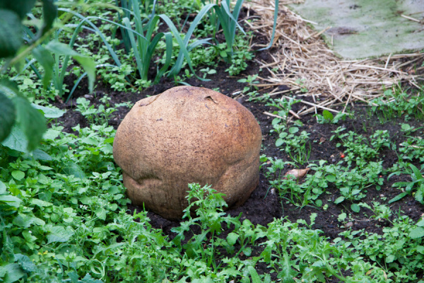 Allotment