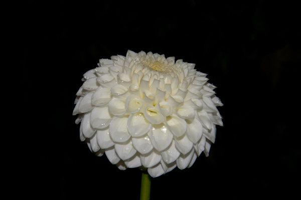 Allotment