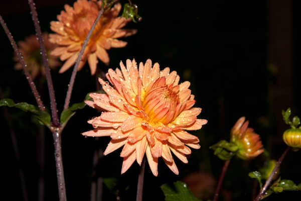 Allotment