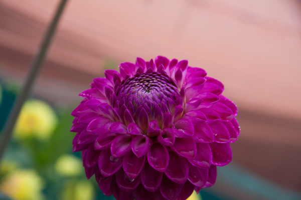 Allotment