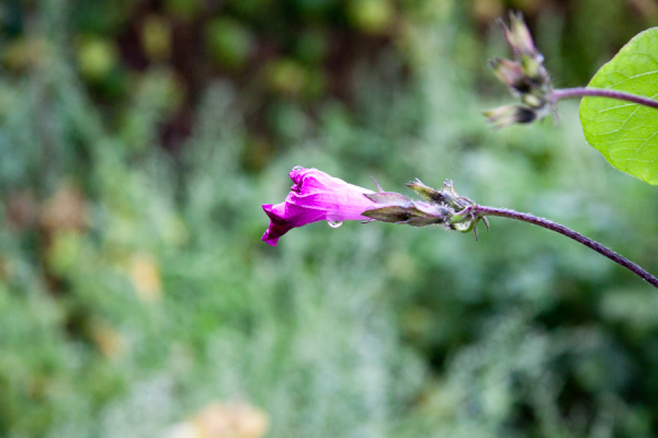 Allotment