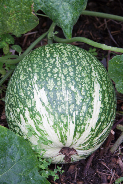 Allotment