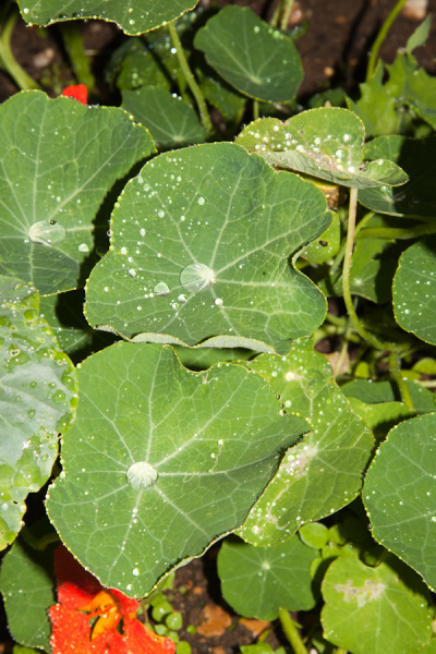 Allotment