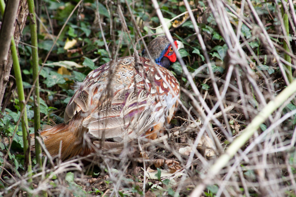 East Anglian walk