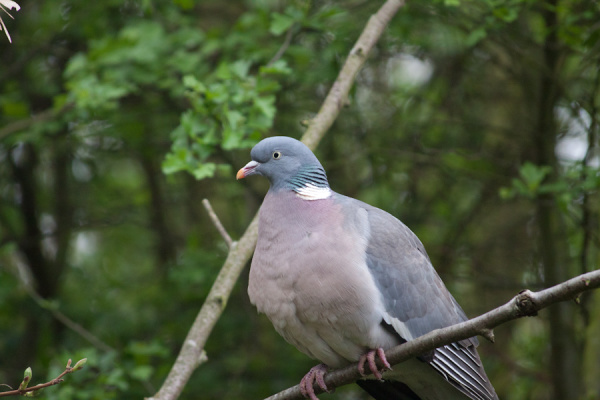 Pigeon And Robin