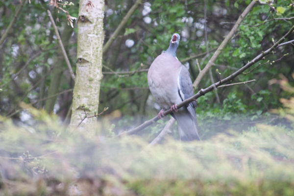 Pigeon And Robin