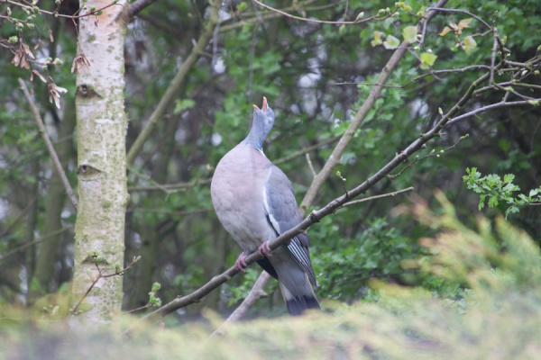 Pigeon And Robin