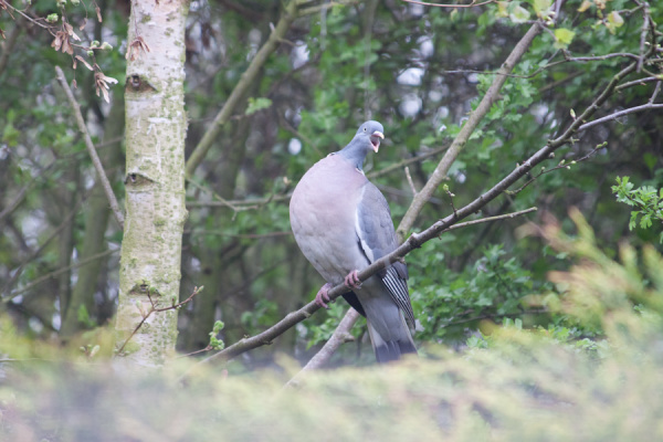 Pigeon And Robin