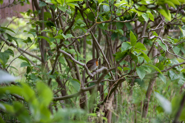 Cambridge Botanic Gardens