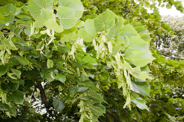 Cambridge Botanic Gardens