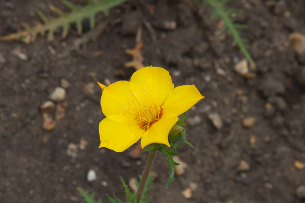 Cambridge Botanic Gardens