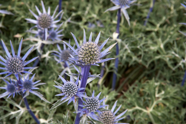 Cambridge Botanic Gardens