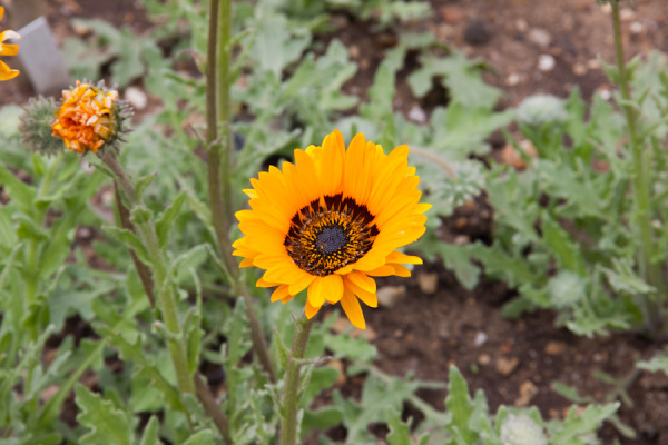 Cambridge Botanic Gardens