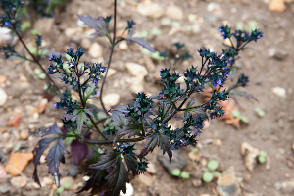 Cambridge Botanic Gardens